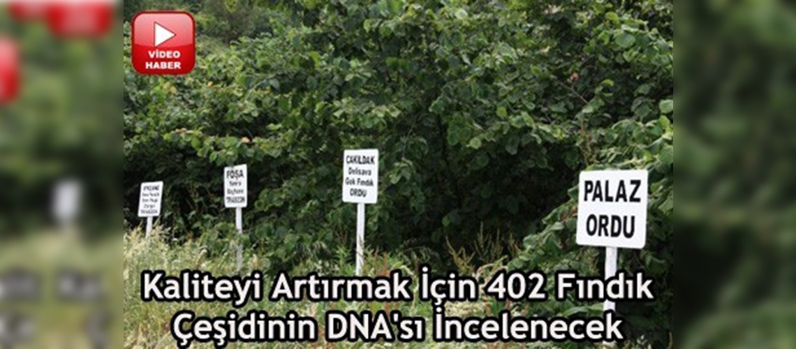 Giresunda fındığın DNA'sı çıkarılacak 