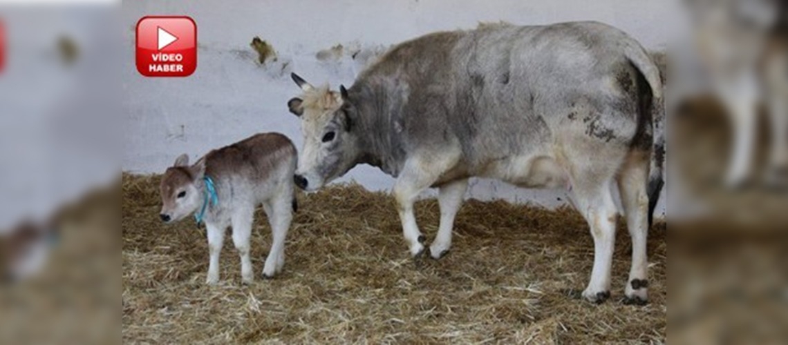 Edirne boz ırk sığırının nesli tehlikede