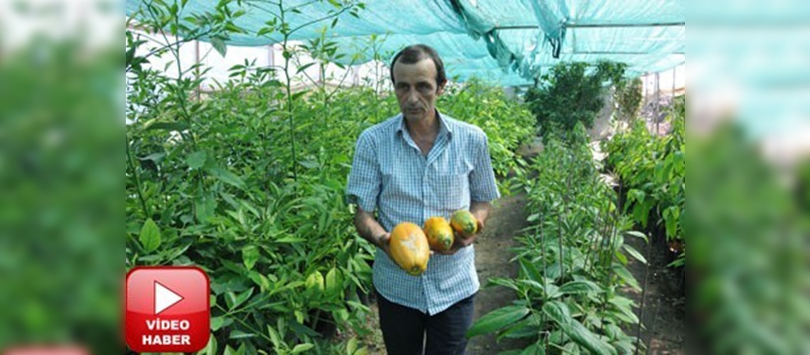 Alanyaya has 3 meyveye patent başvurusu