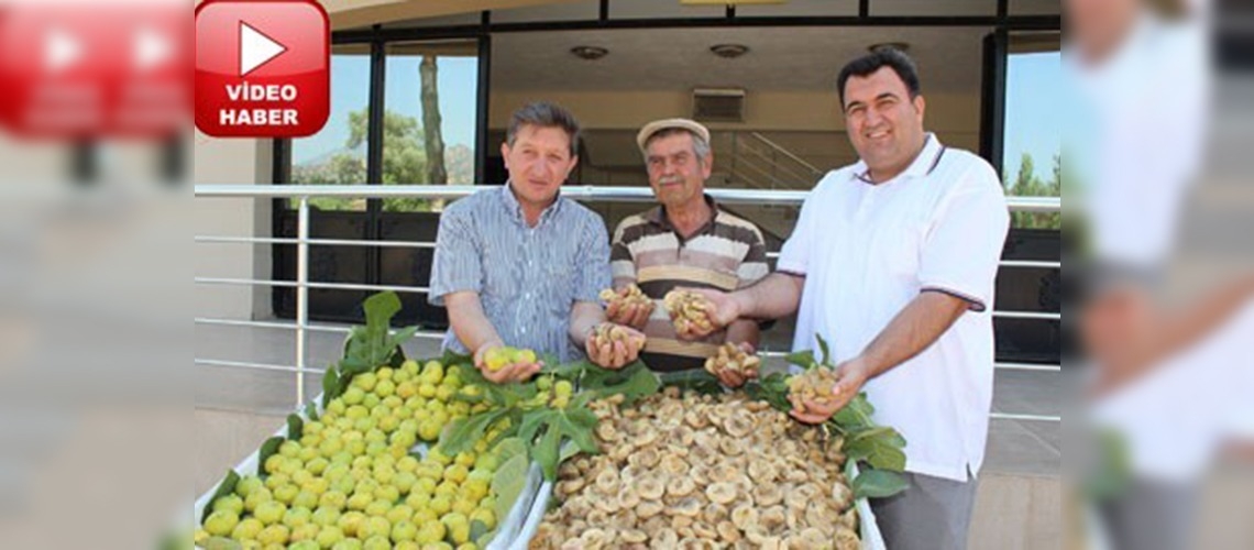 Sezonun ilk kuru inciri tescil edildi