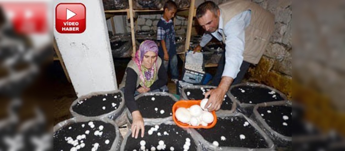 Karsta ilk kültür mantar yetiştiricisi bir kadın