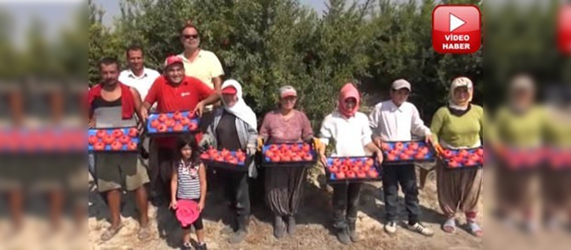 Silifkede yılın ilk nar hasadı yapıldı