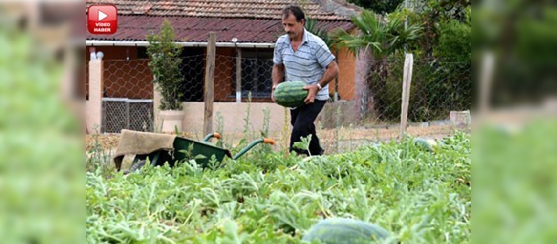 Fındığın yerine karpuz dikti, gelirini 10 kat artırdı 