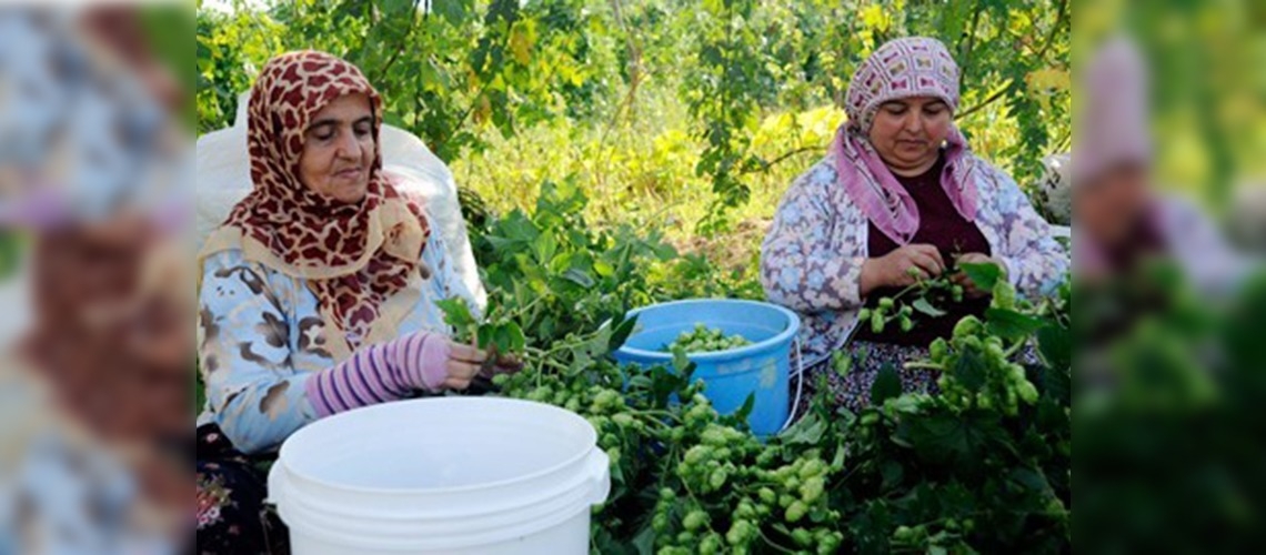 Şerbetçiotu altın madalya kazandırdı