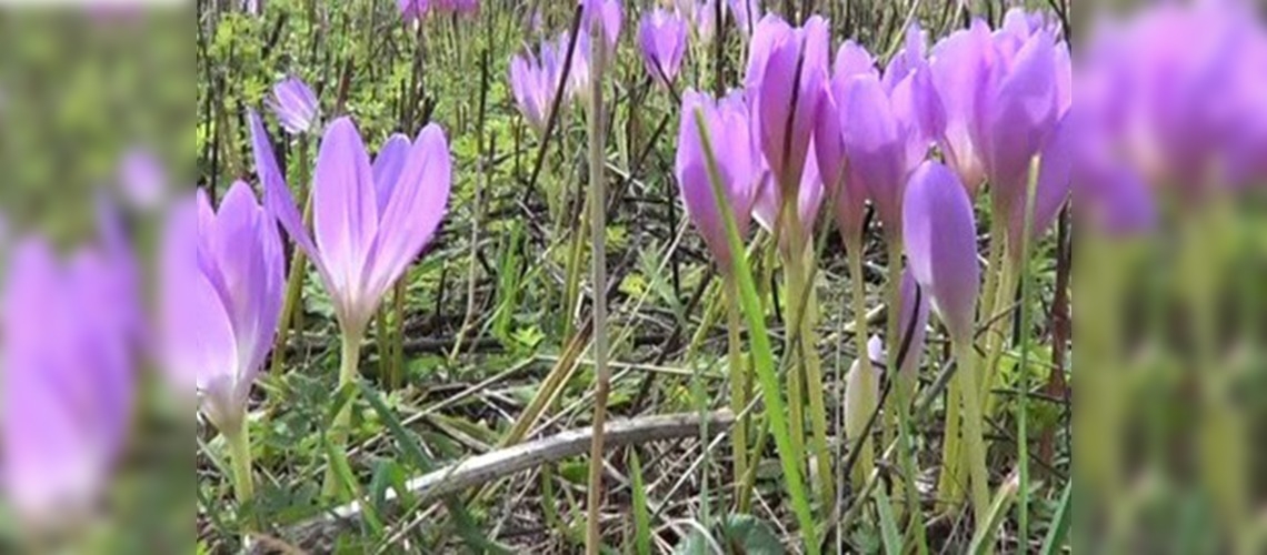 Karadeniz yaylalarında vargit çiçekleri açtı