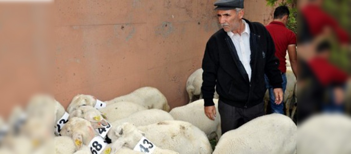 Sivasta çiftçilere damızlık koç dağıtıldı