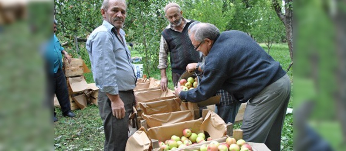 Dünyaca ünlü Amasya elmasının hasadı başladı