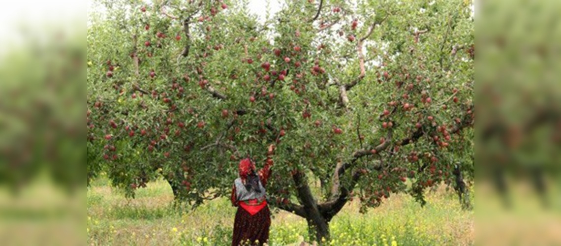 Meyve diyarı