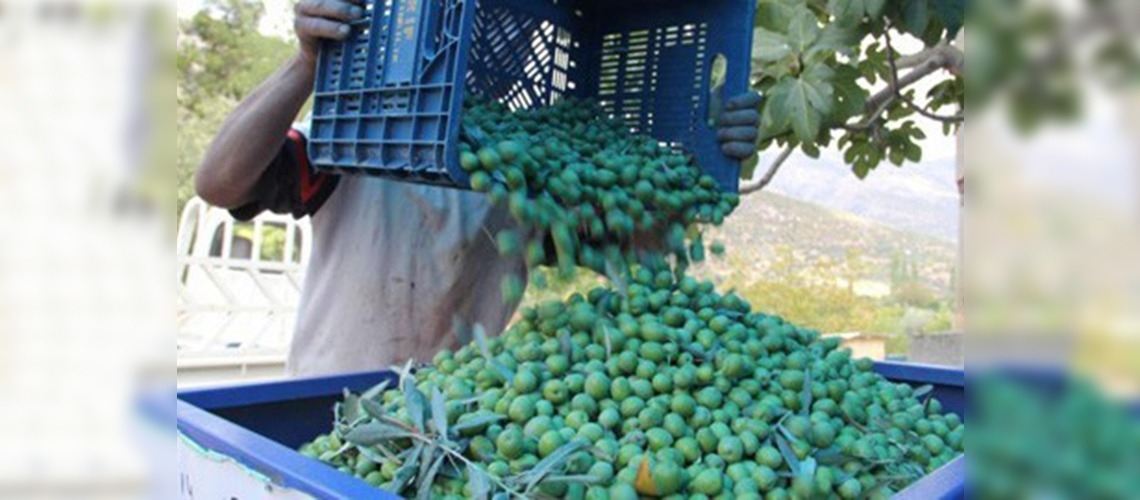 Karamanlı zeytin üreticisi 