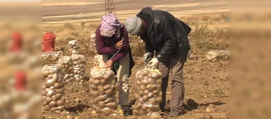 Patates, Ahlat'ın gelir kaynağı oldu 