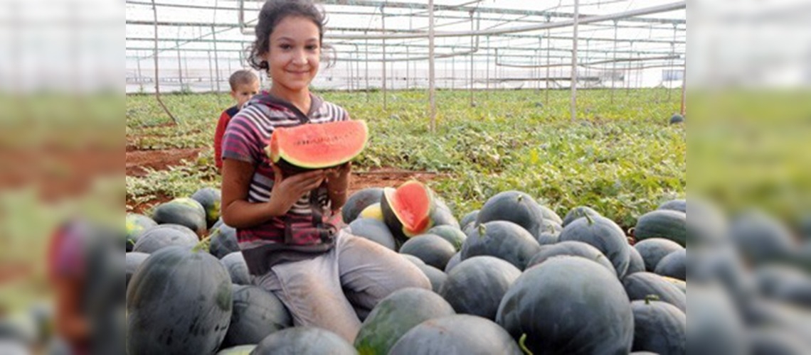 Antalyada karpuz hasadı