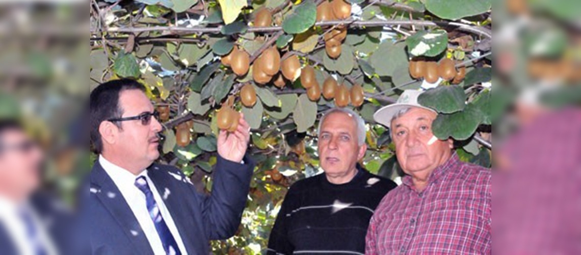  Türkiye'nin kivi merkezi Yalovada hasat başladı