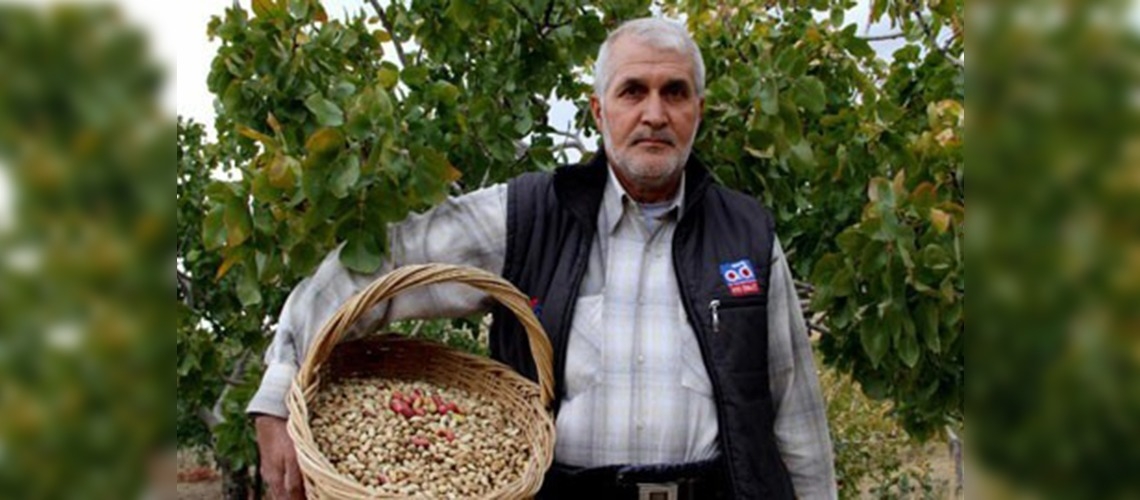 Elazığ fıstık üretiminde Gaziantep'e rakip oldu