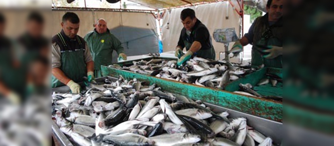 Kafes balıkçıları deniz sezonunda da mutlu