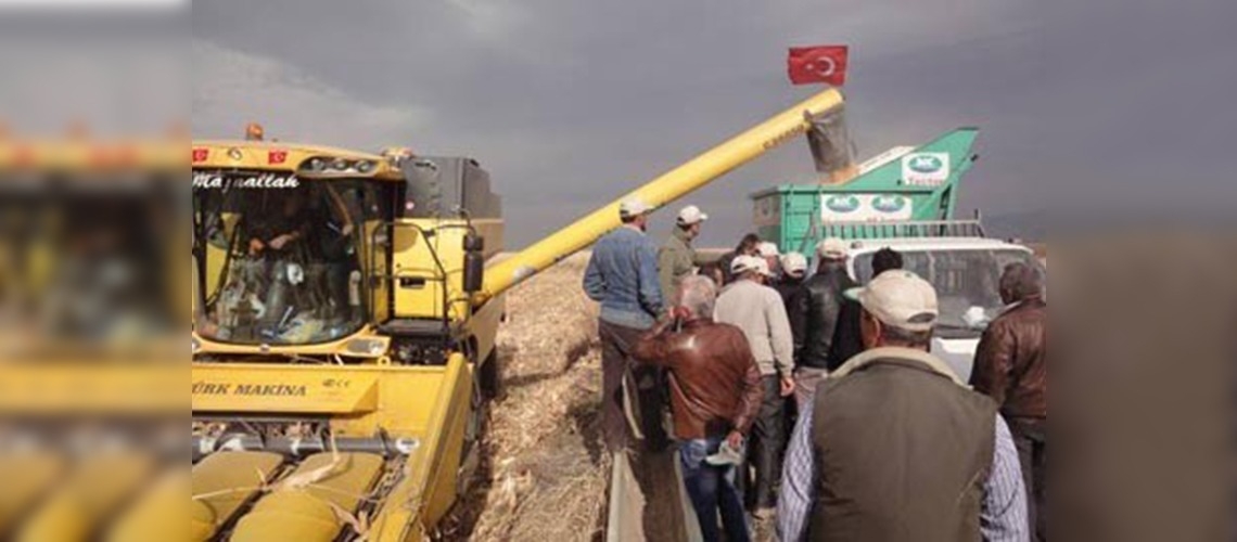 Denizlide danelik mısır tarla günü