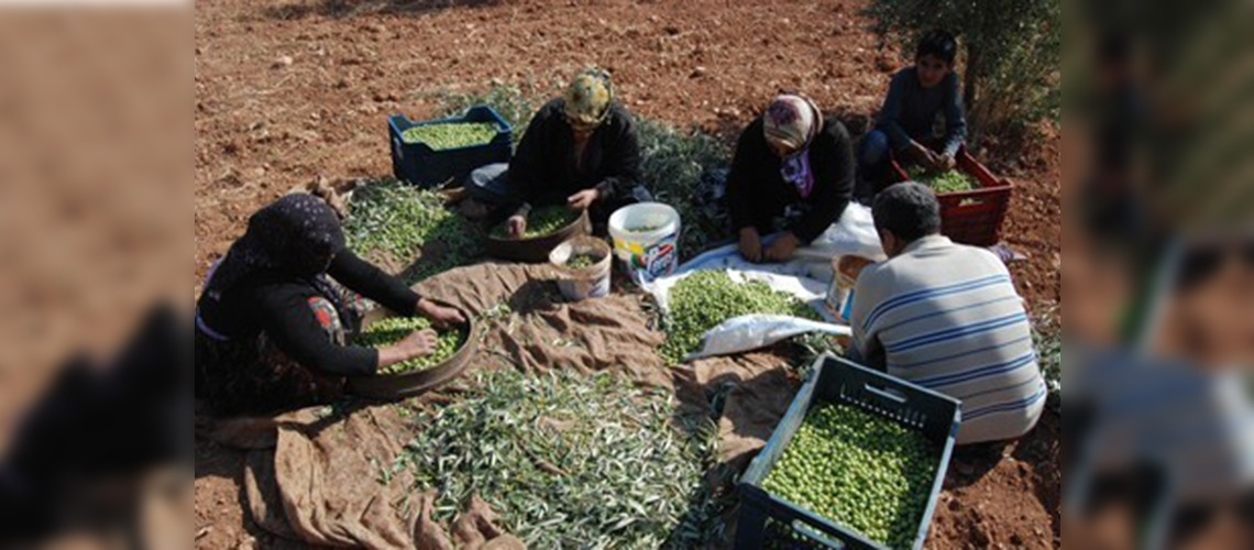 Güneydoğuda zeytin hasadı