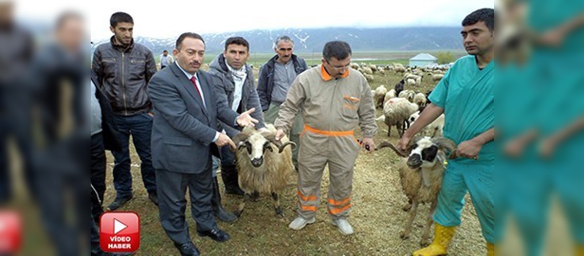 Hakkaride teşvikler hayvan sayısını artırdı