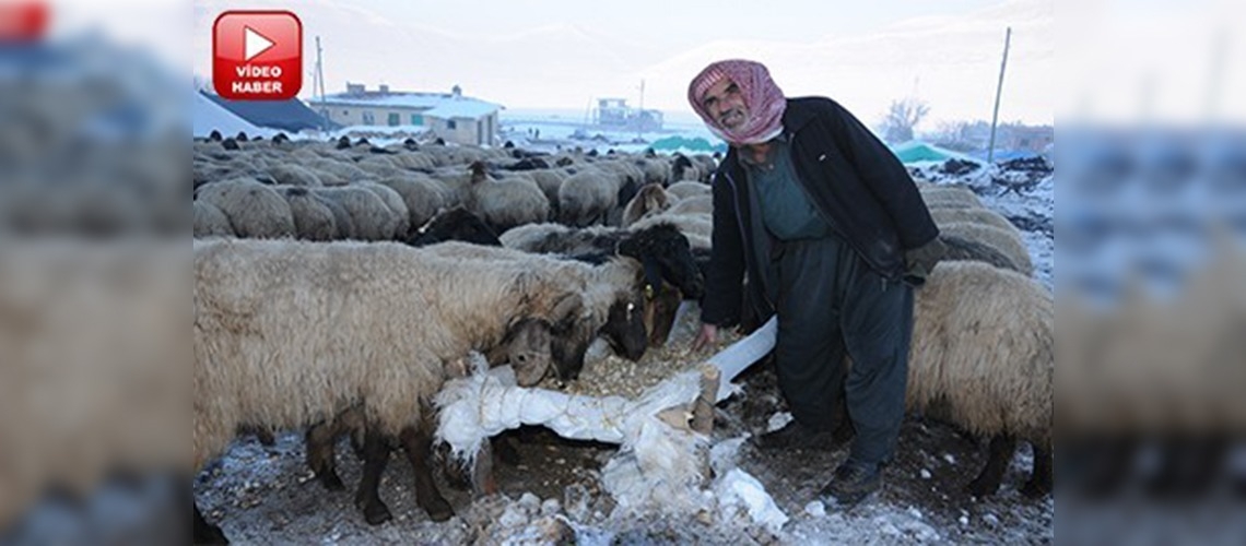 Siirtte kar ve don nedeniyle binlerce koyun telef oldu