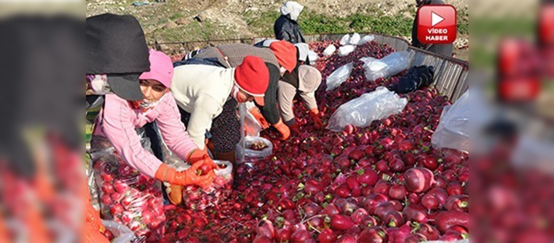 Kadirlinin kadın turp işçileri