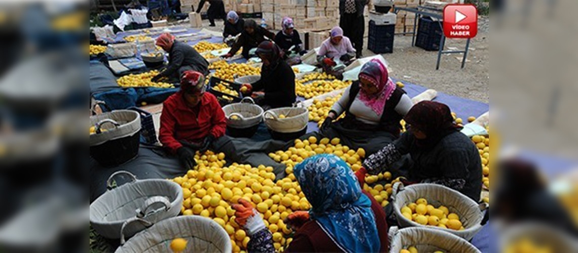 Sebzedeki fiyat artışı üreticiye yaradı      