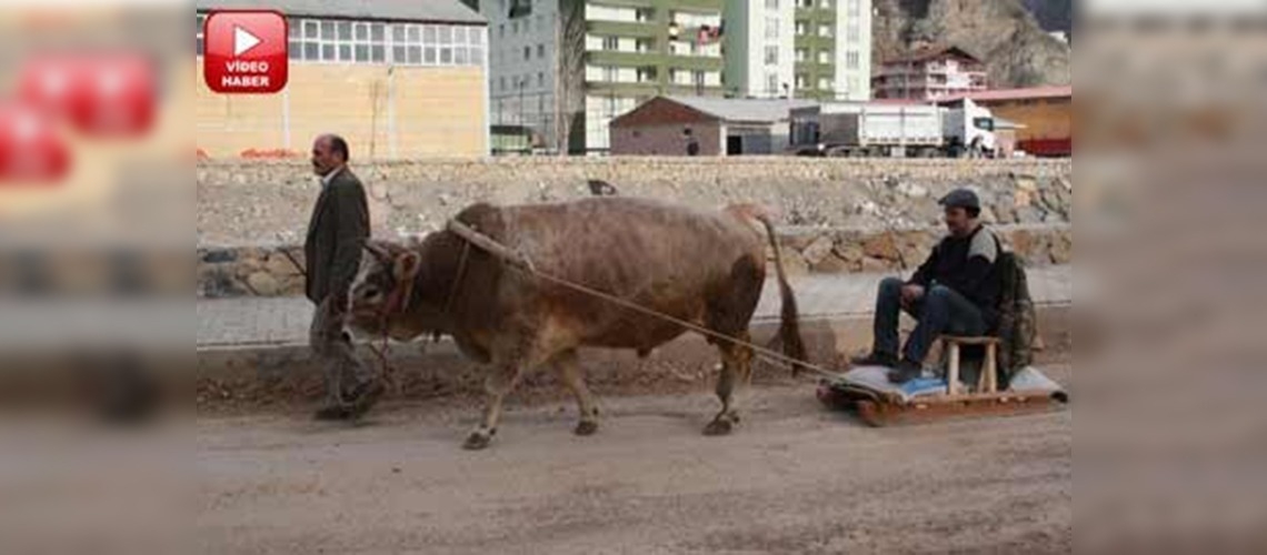 Boğalar el ense çekmeye hazırlanıyor