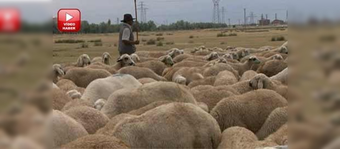 Aksarayda sürü yöneticisi okulu açıldı