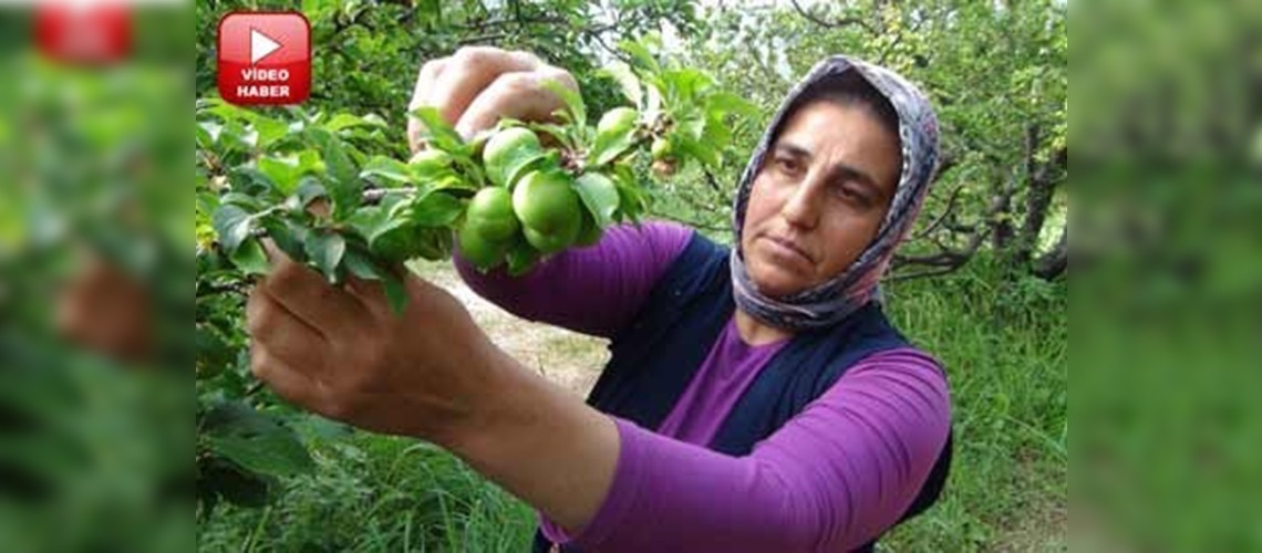 Erikte ilk hasat yapıldı