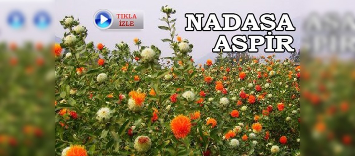 Nadasa bırakılan arazilerde aspir ekilecek