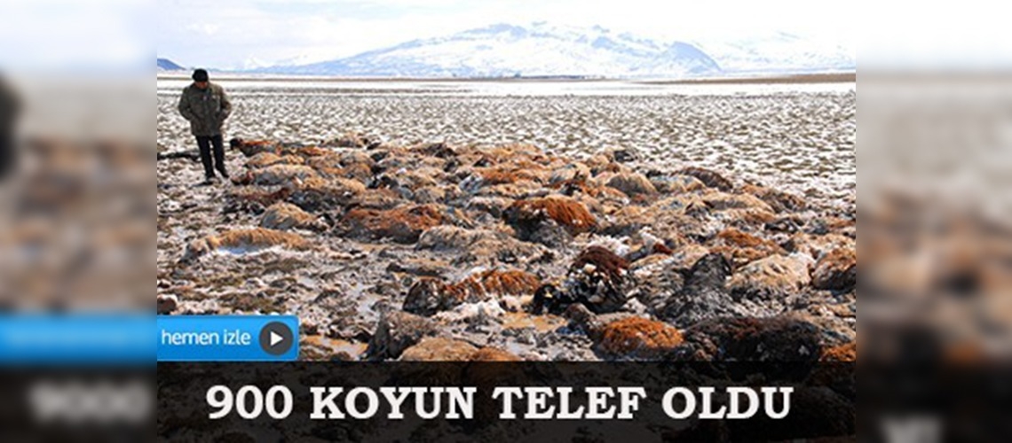 Ağrı'da tipi yüzünden 900 koyun telef oldu