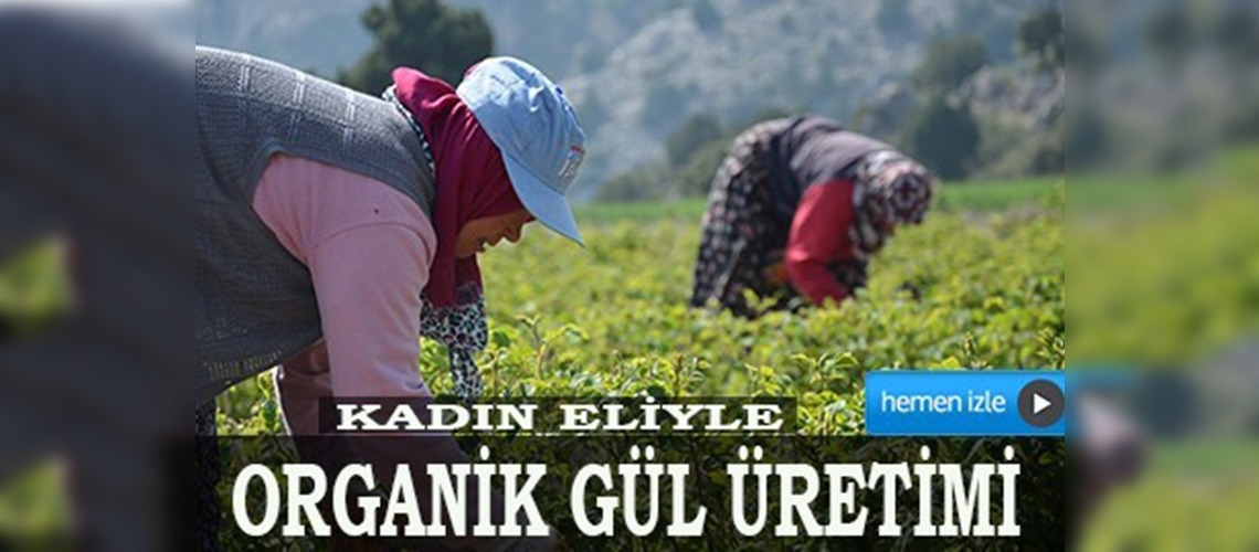 Burdurda kadın eliyle organik gül üretimi