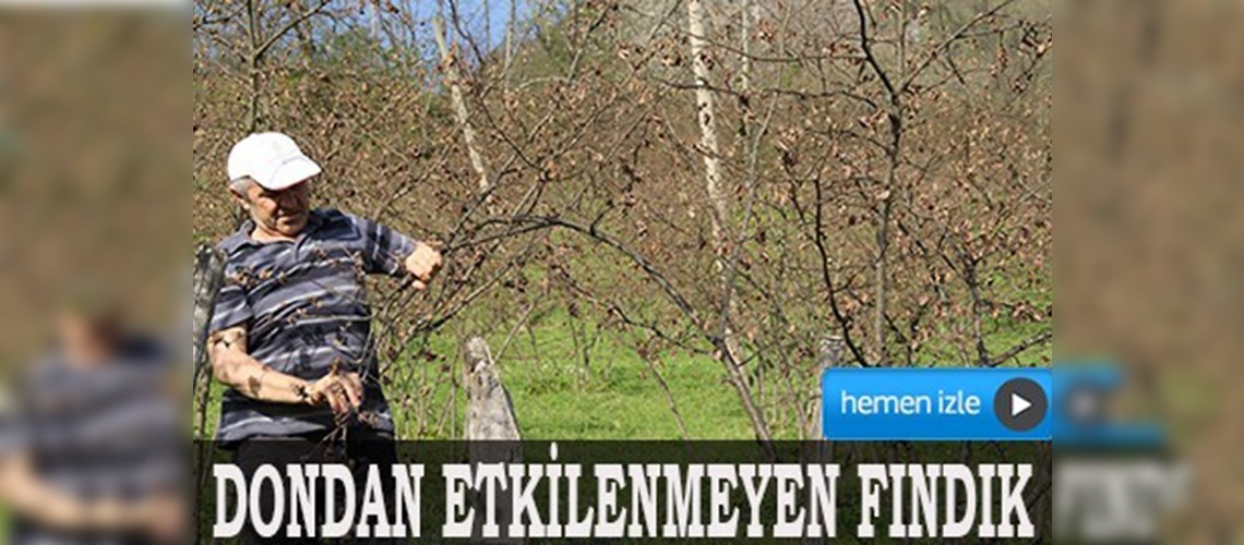 Dondan etkilenmeyen fındık