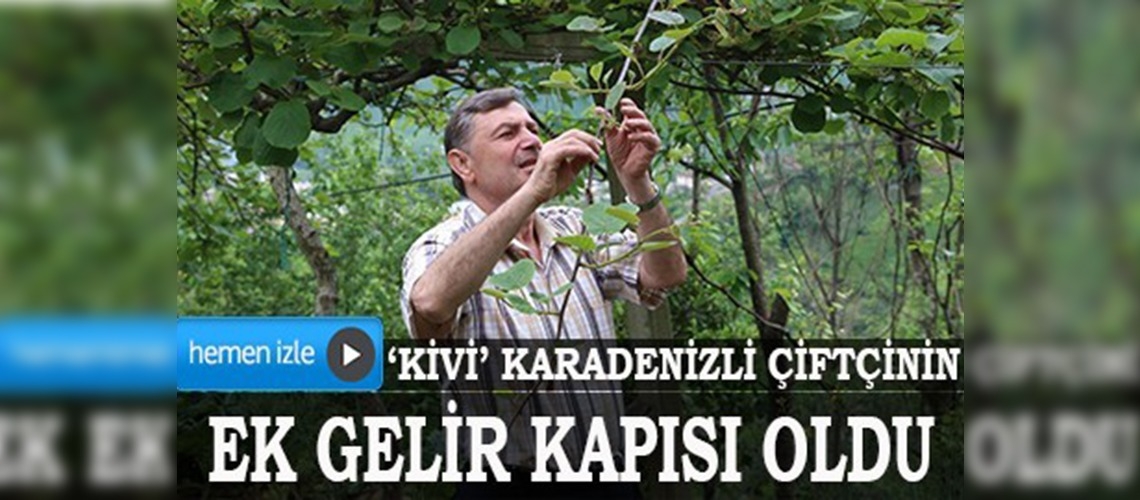 Kivi, Doğu Karadeniz çiftçisinin ek gelir kapısı