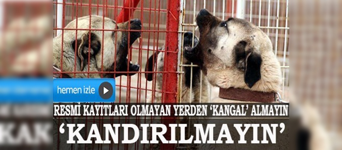 Kangal köpeği alırken dikkat