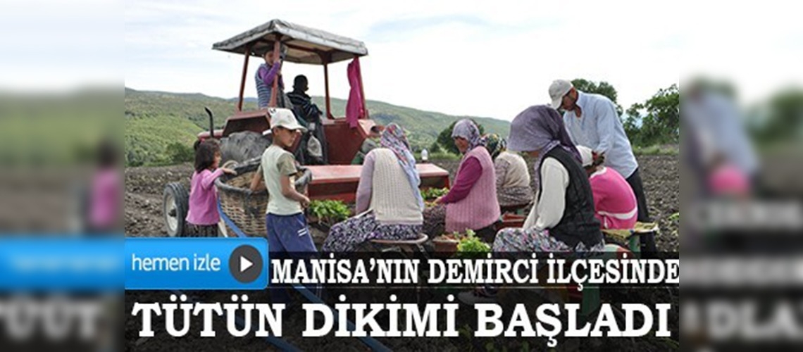 Tütünde dikim başladı