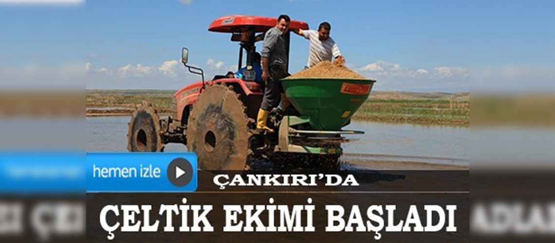 Çankırıda çeltik ekimi başladı