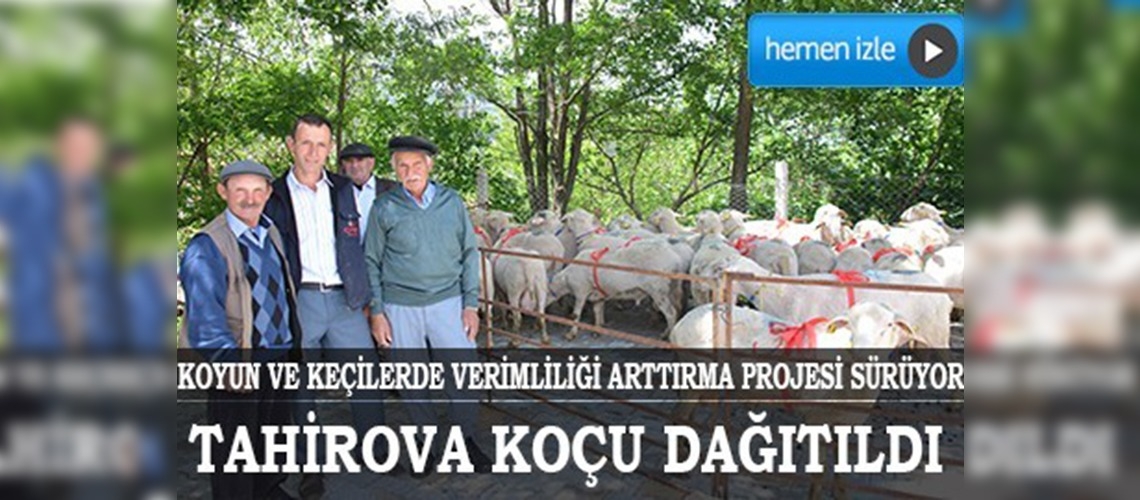 Denizlide Tahirova koçları dağıtıldı