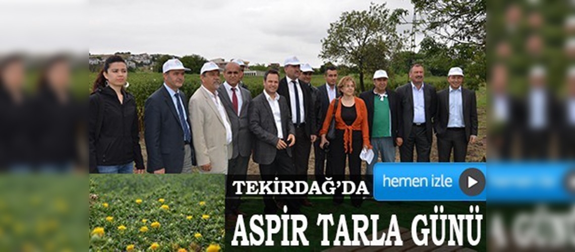 Tekirdağda aspir tarla günü	