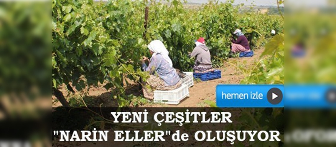 Yeni üzüm çeşitleri 