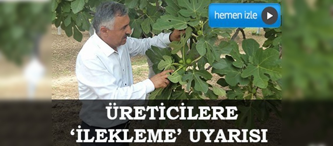 İncir üreticilerine 'ilekleme' uyarısı