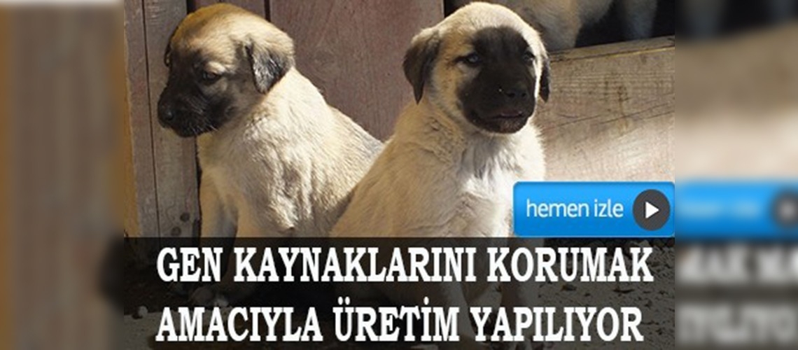 Kangal'ın gen kaynakları korunmalı