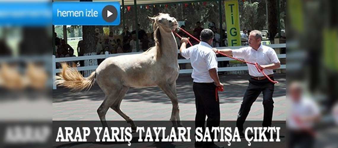 Arap yarış tayları satışa çıktı 