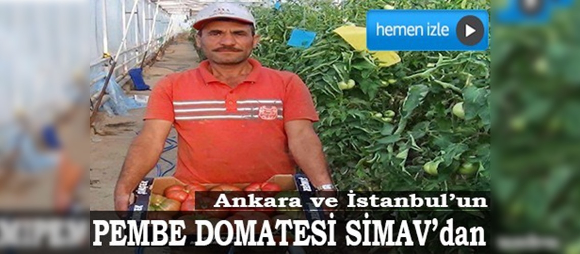 Kiloluk pembe domates seraların gözdesi oldu