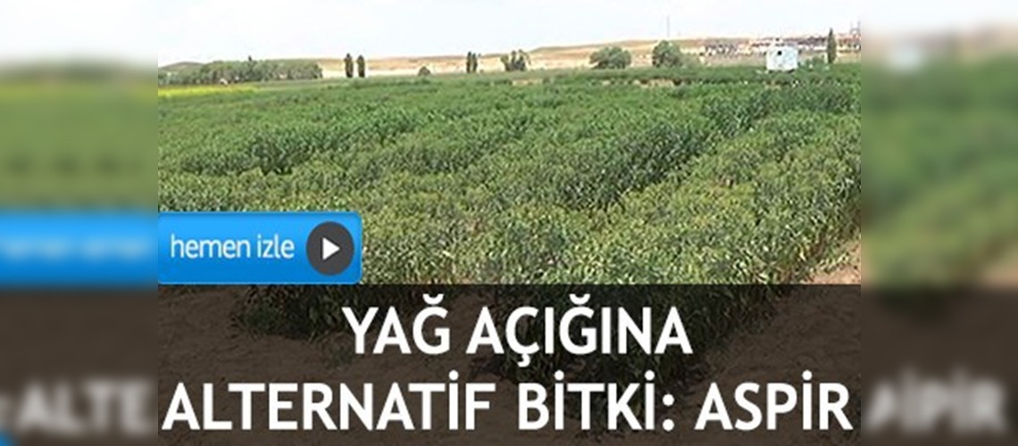 Yağ açığına alternatif bitki: Aspir