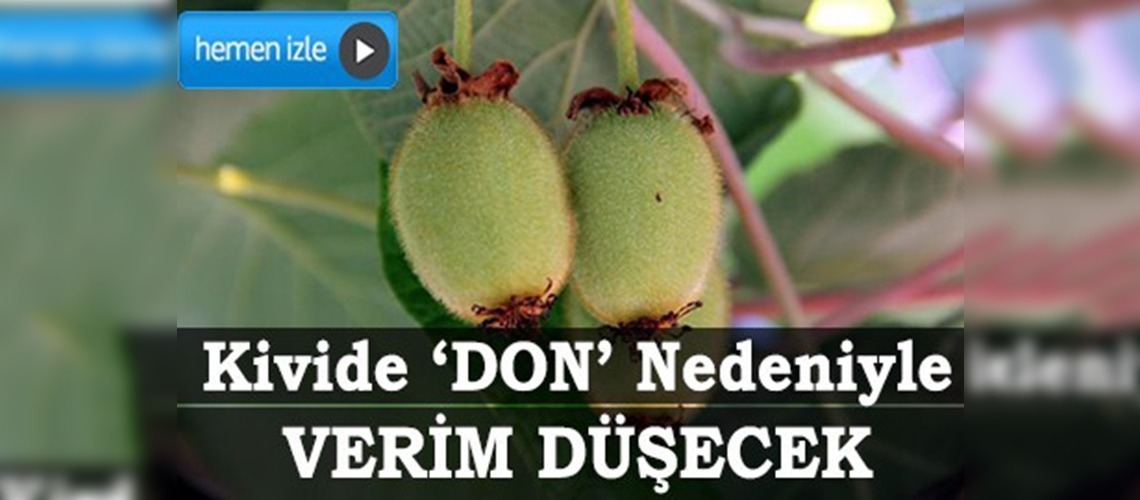 Kivide don nedeniyle verim düşecek