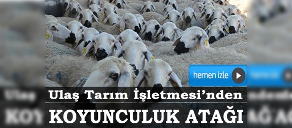 Ulaş Tarım İşletmesinden koyunculuk atağı