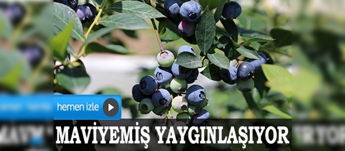 Alternatif ürün maviyemiş yaygınlaşıyor