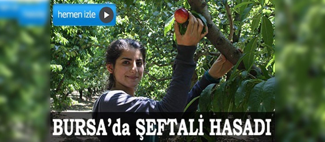 Bursada şeftali hasadı 