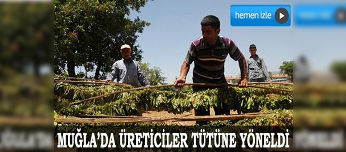 Muğlada üreticiler tütüne yöneldi