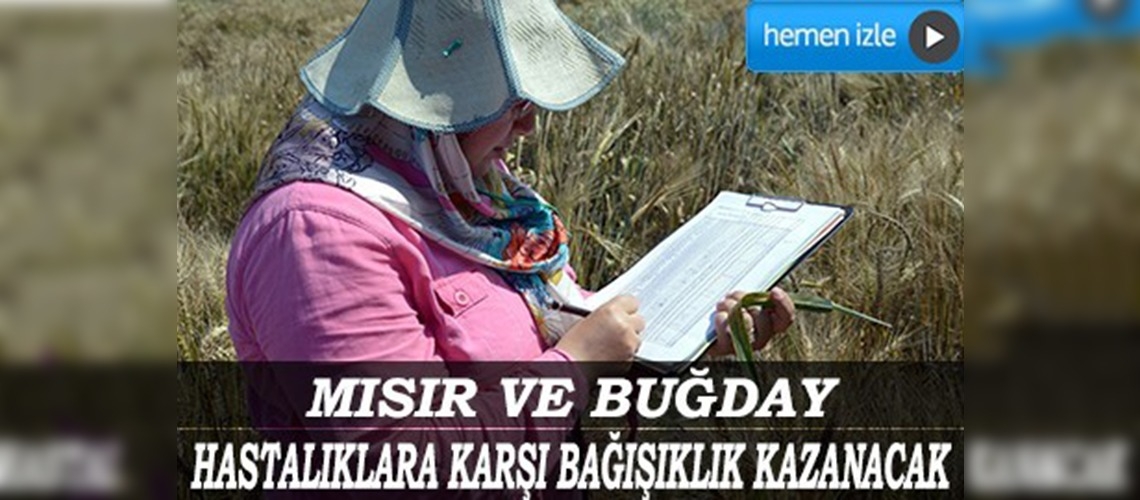 Üç buğday çeşidi CIMMYT tarafından tescil edildi