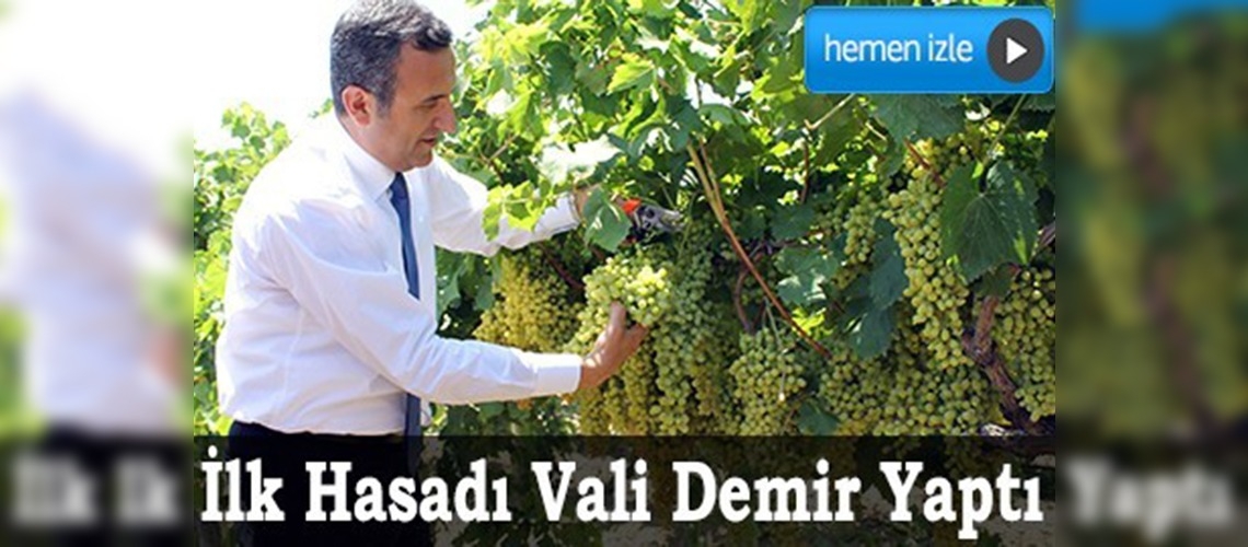 Denizlide çekirdeksiz üzüm hasadı